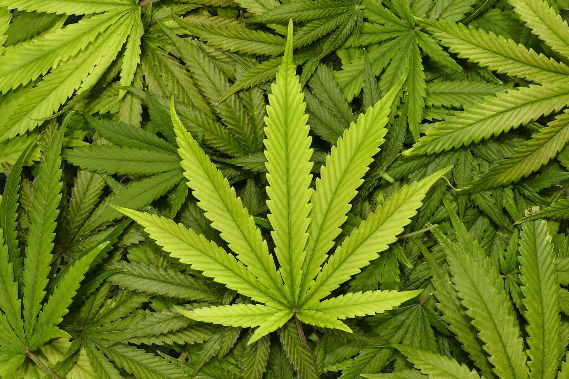 Marijuana Sector